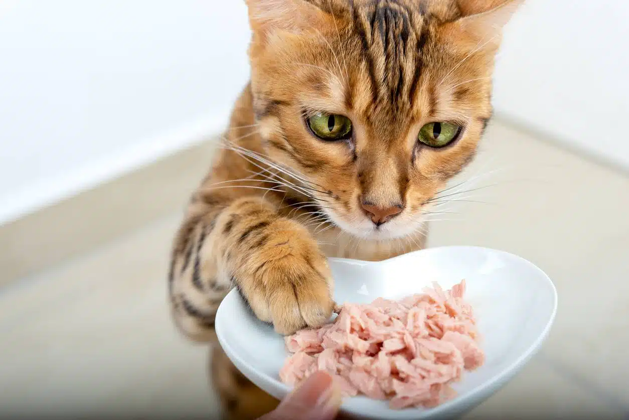 Aliments naturels pour chats