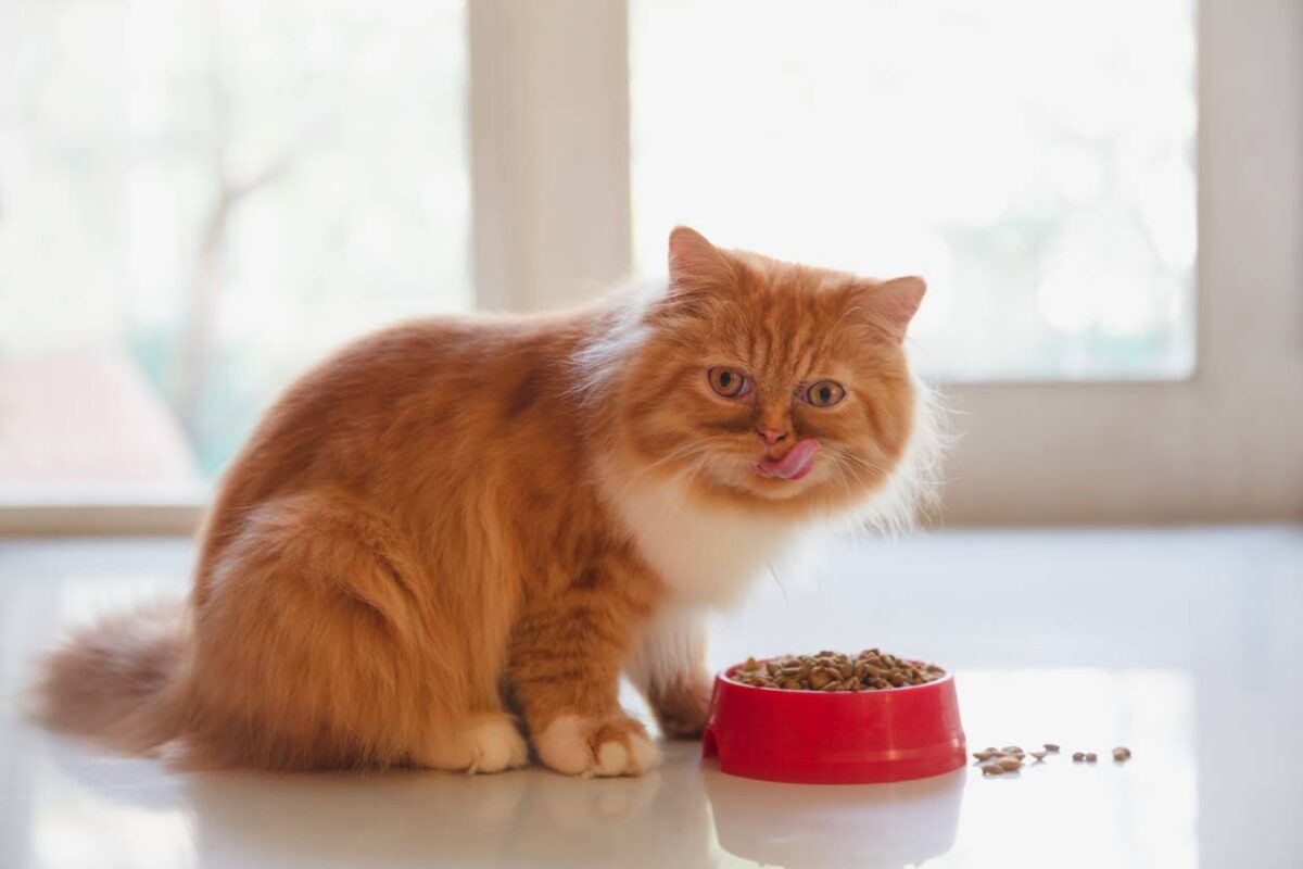 Croquettes pour chat de qualité premium