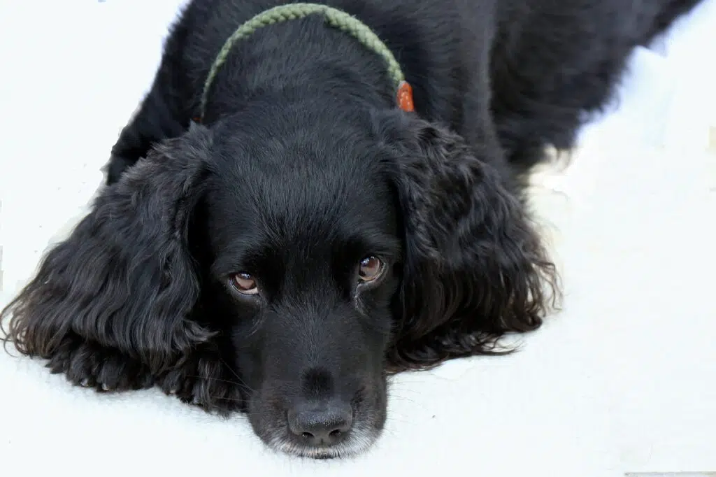 cocker spaniel